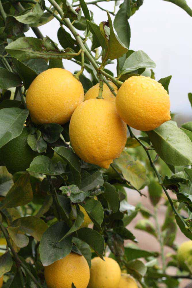              Fruit (Riverside, CA)       